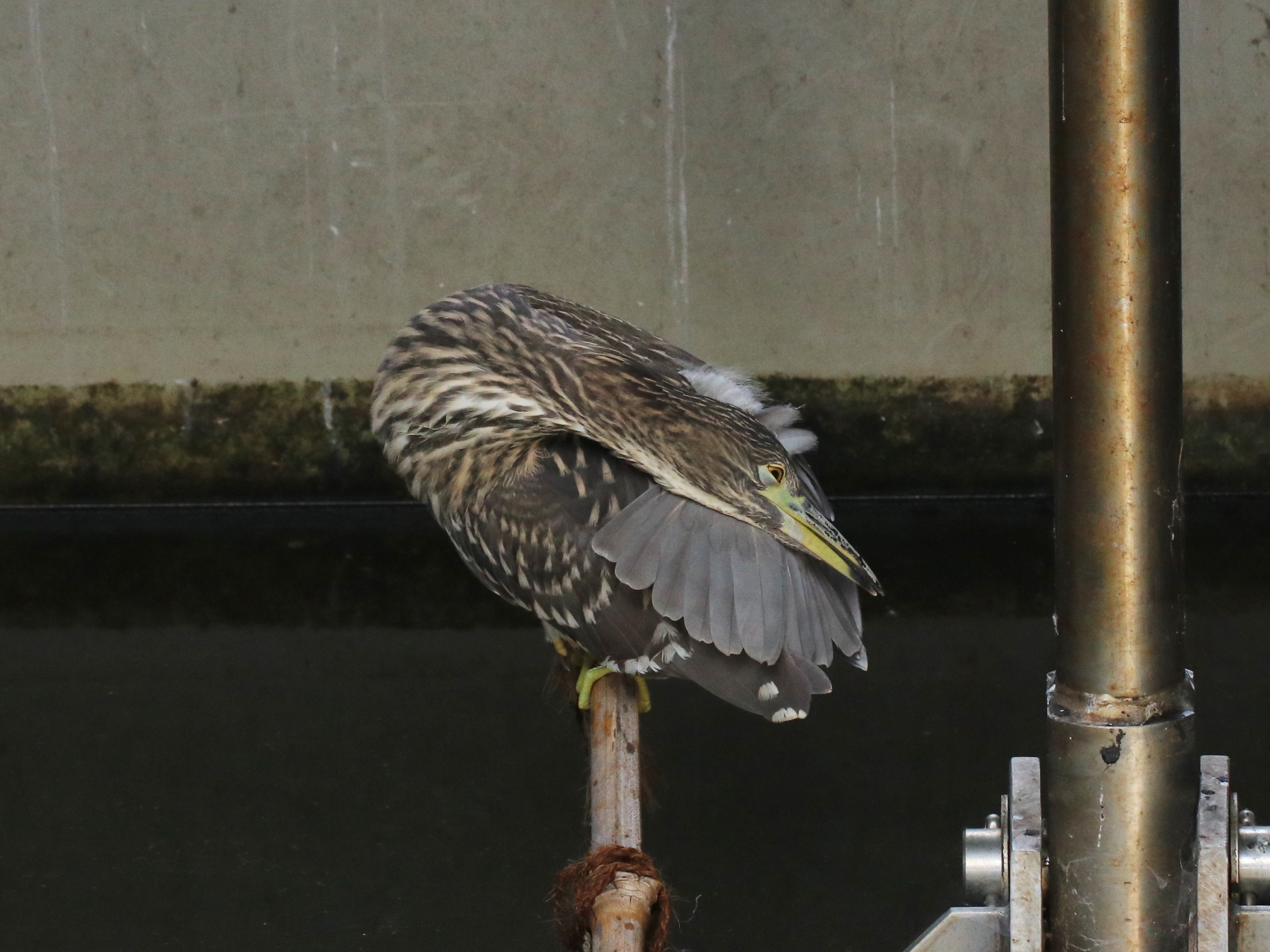 水路のゴイサギ4